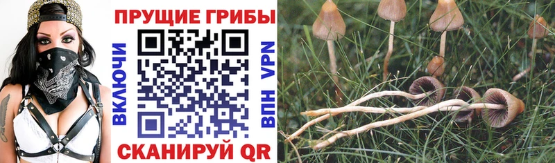 мориарти телеграм  Камбарка  Псилоцибиновые грибы прущие грибы 